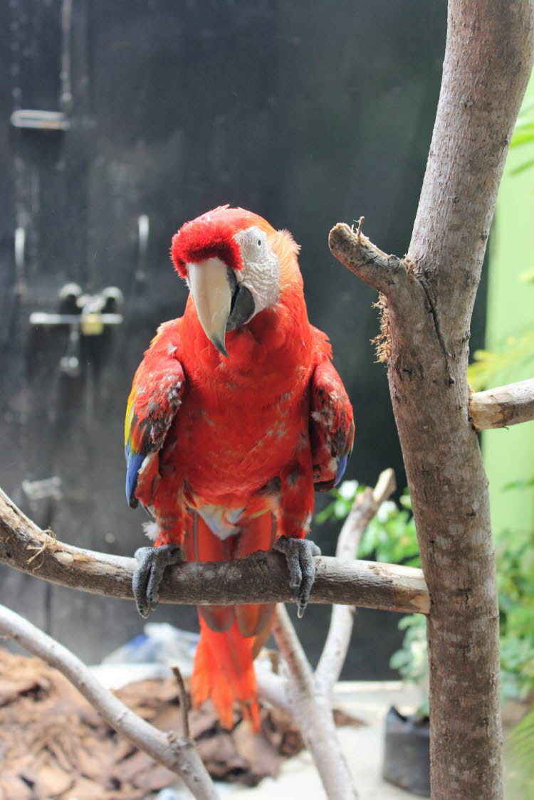 Ara – Papageienvogel