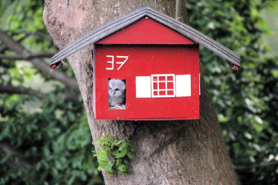 Ästling im Eulenhaus Belauer Sztraße 37 in Schmalensee 