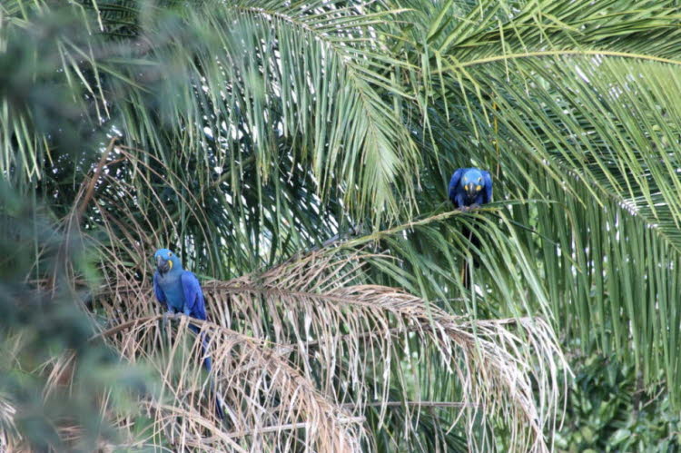Hyazinth-Aras im Pantanal - Brasilien: Hyazinth-Aras sind mit rund 1 Meter Länge und mit einem Gewicht von 1,5 kg, selten auch bis 1,7 kg, die Papageienart mit der größten Körperlänge. Das Gefieder ist einheitlich kobaltblau, die unbefiederte Haut um die R