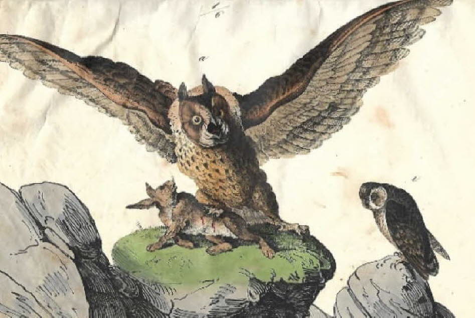 Schleiereule Totenkäuzchen bzw. Steinkauz:Der Steinkauz (Athene noctua) wurde früher auch „Totenkäuzchen“ genannt. Der Name kommt daher, dass Steinkäuze oft in der Nähe von Menschen vorkamen, besonders wenn diese krank oder verstorben waren, da sie von Li
