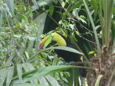 Tikal Fischertukan oder Regenbogentukan: Der Fischertukan (Ramphastos sulfuratus), auch Regenbogentukan genannt, ist eine im tropischen Mittel- und Südamerika lebende Vogelart aus der Familie der Tukane. Es werden zwei Unterarten unterschieden. Der Fische