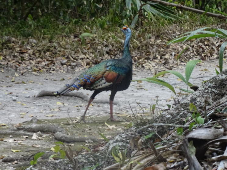 Wilde Truthenne Tikal Guatemala