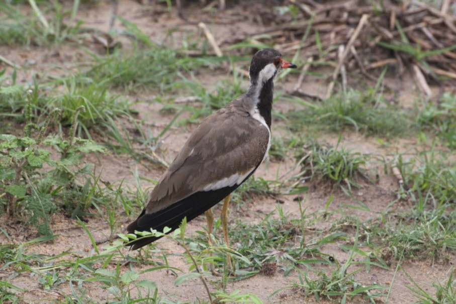 rot-Flecht-Kiebitz (Vanellus Indicus): Der Vogel im Bild ist ein Rotlappenkiebitz (Vanellus indicus). Es handelt sich um einen großen Watvogel, der in Westasien, Südasien und Südostasien verbreitet ist. Charakteristisch sind der schwarze Kopf und die schw