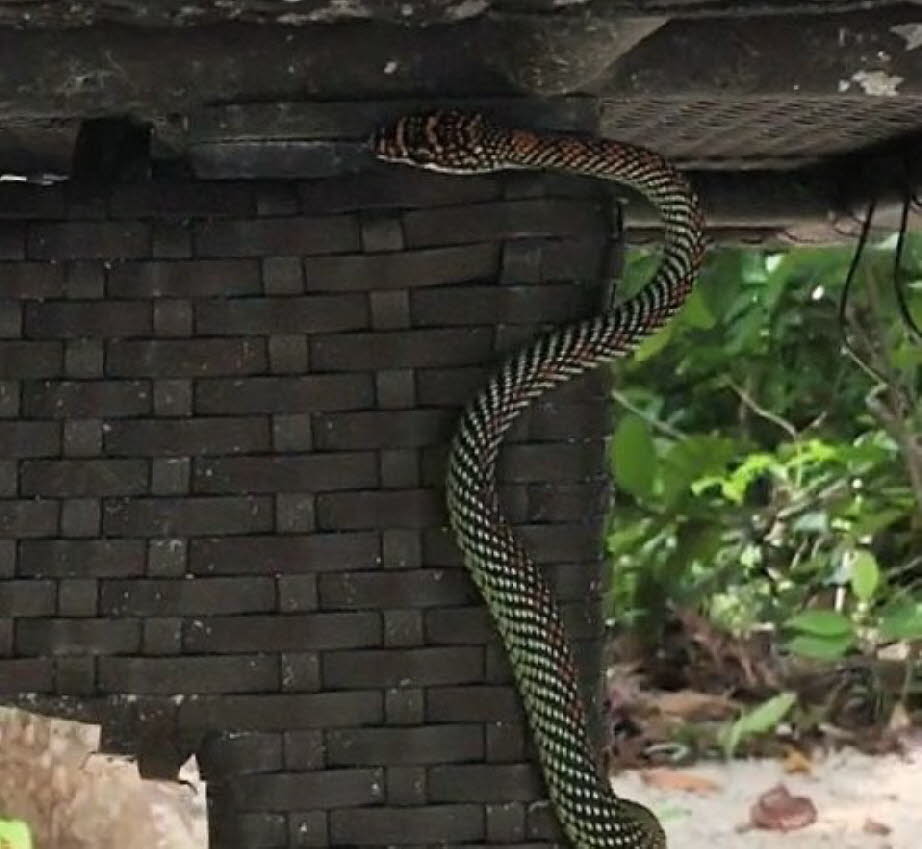 Die Paradies-Baumschlange oder Paradies-Flugschlange, Chrysopelea paradisi, ist eine Schlangenart, die in Südostasien vorkommt. Es kann, wie alle Arten seiner Gattung Chrysopelea, gleiten, indem es den Körper mithilfe seiner Rippen zu einem abgeflachten S