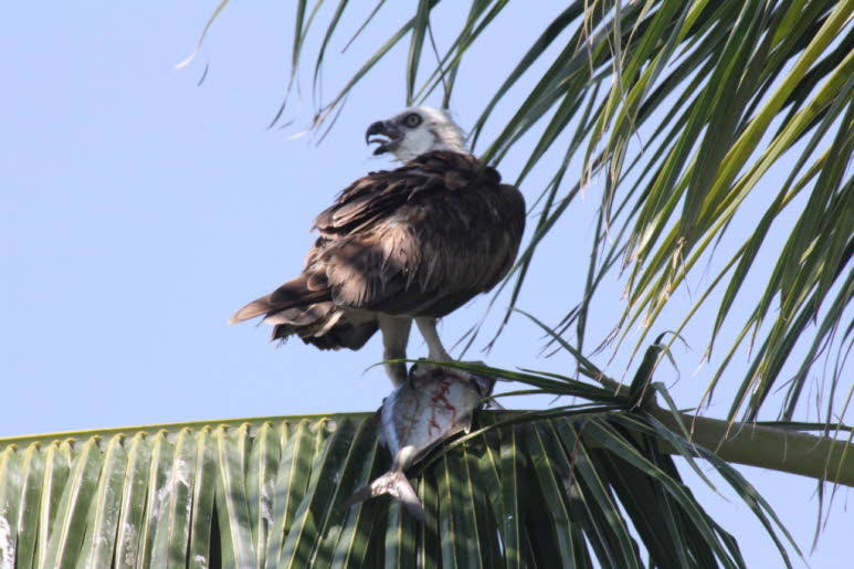 tabacco caye belize: Wei�kopfadler: Der Wei�kopfseeadler (Haliaeetus leucocephalus) ist ein gro�er Greifvogel aus der Familie der Accipitride. In Aussehen und Lebensweise �hnelt die Art sehr dem eurasischen Seeadler, die beiden Arten werden daher von manc