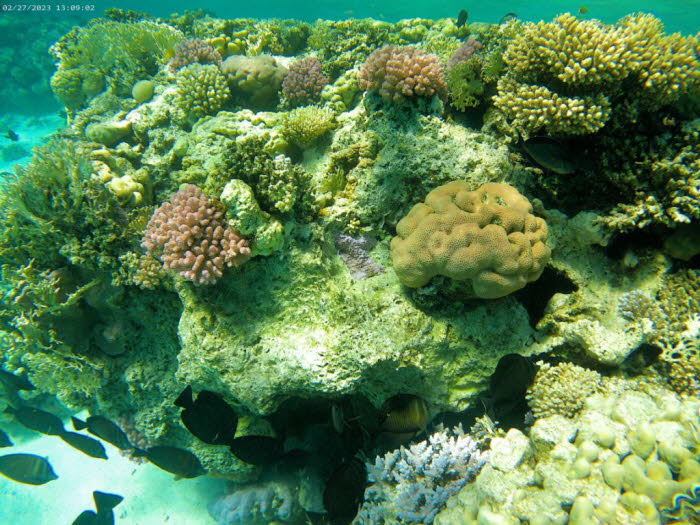 Die Bedeutung der Korallenriffe des Roten Meeres für den Erhalt der Korallenriffe weltweit