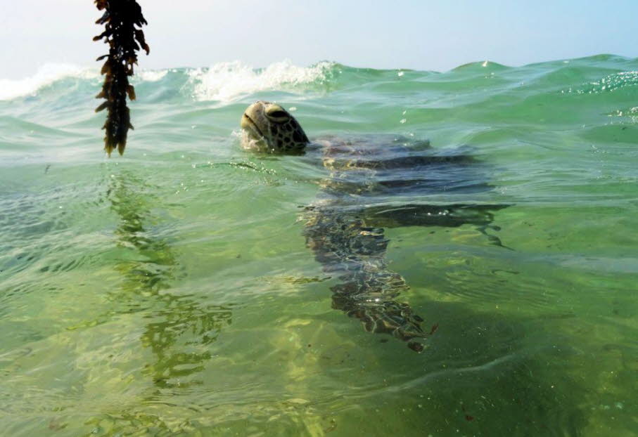 Situation in Hikkaduwa: • Am Hikkaduwa Beach in Sri Lanka sind Meeresschildkröten ein beliebtes Touristenziel. Viele Besucher schnorcheln dort und füttern die Tiere direkt am Strand. • Es gibt zwar Schildkröten-Schutzstationen, die sich um verletzte Tiere