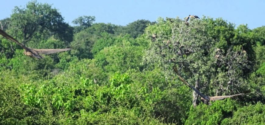 zwei fliegende Weißgeier im Chobe Natioalpark  in Botswana