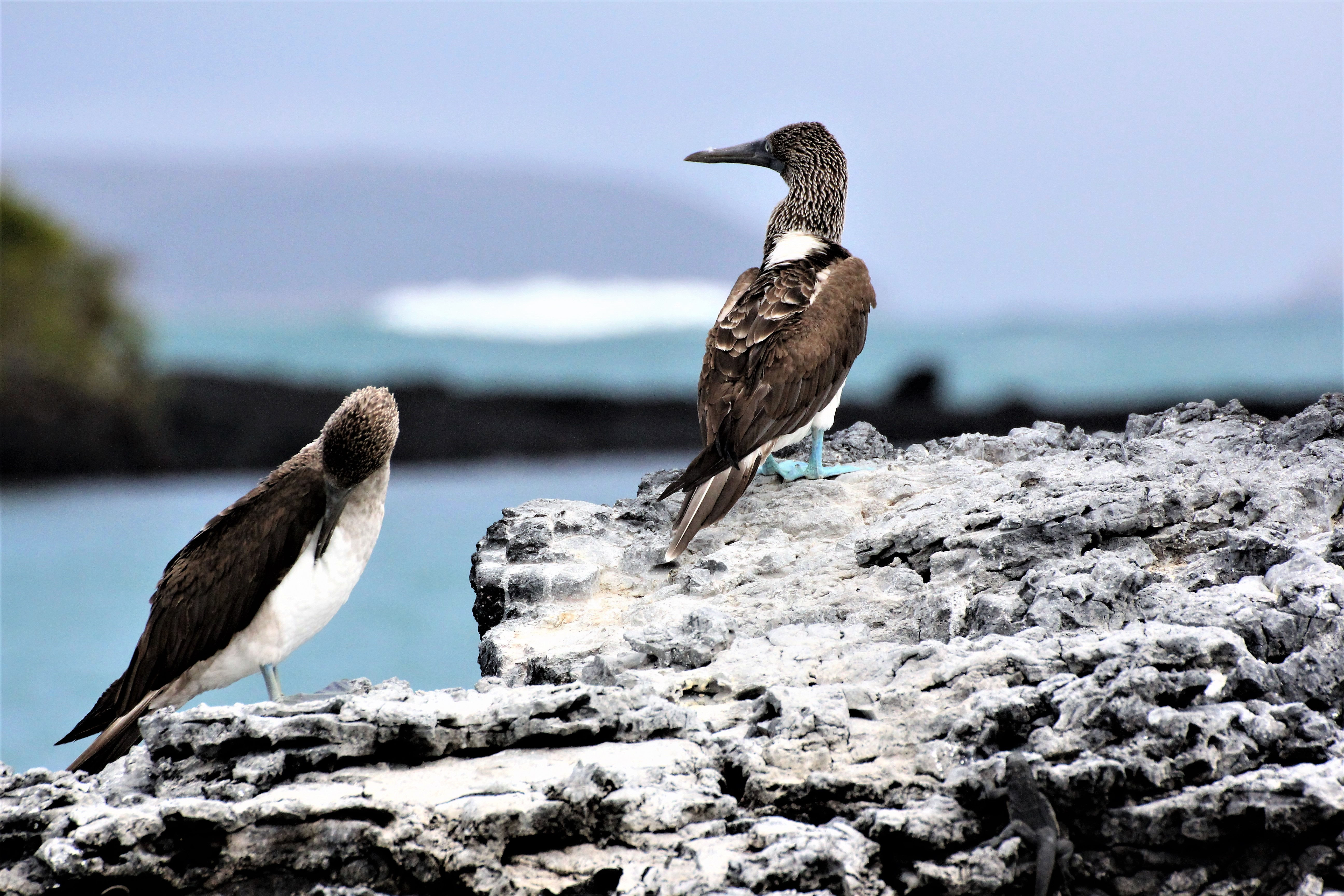 Bucht von Puerto Villamil - Isabela Island Blaufußtölpel