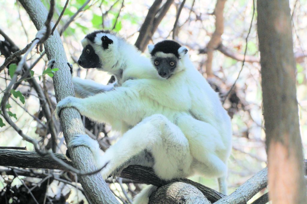 L Von-der-Decken-Sifaka-Mutter mit Kind 1 (17)