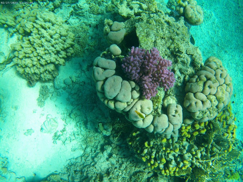 bunte Korallen 
