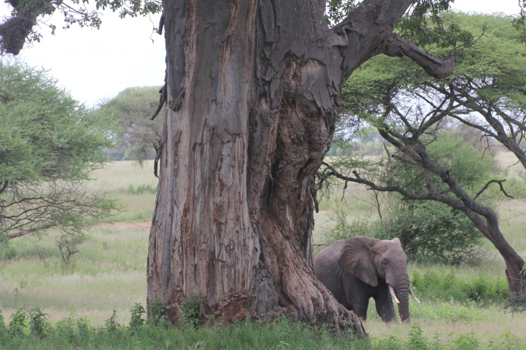 Tarangire Park 