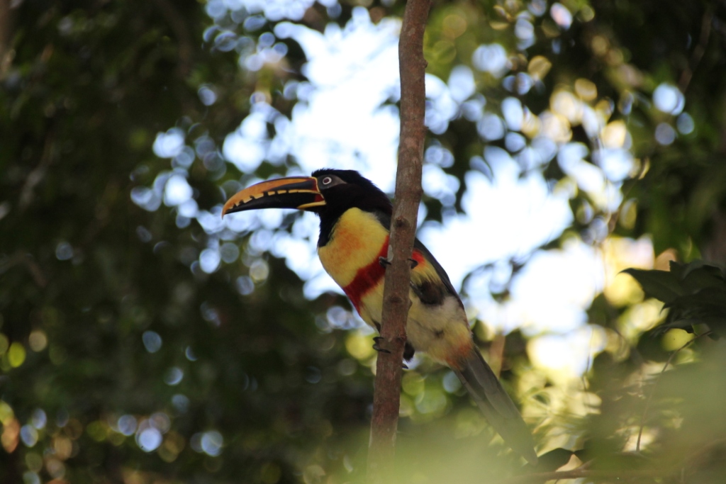 Pantanal Tukan