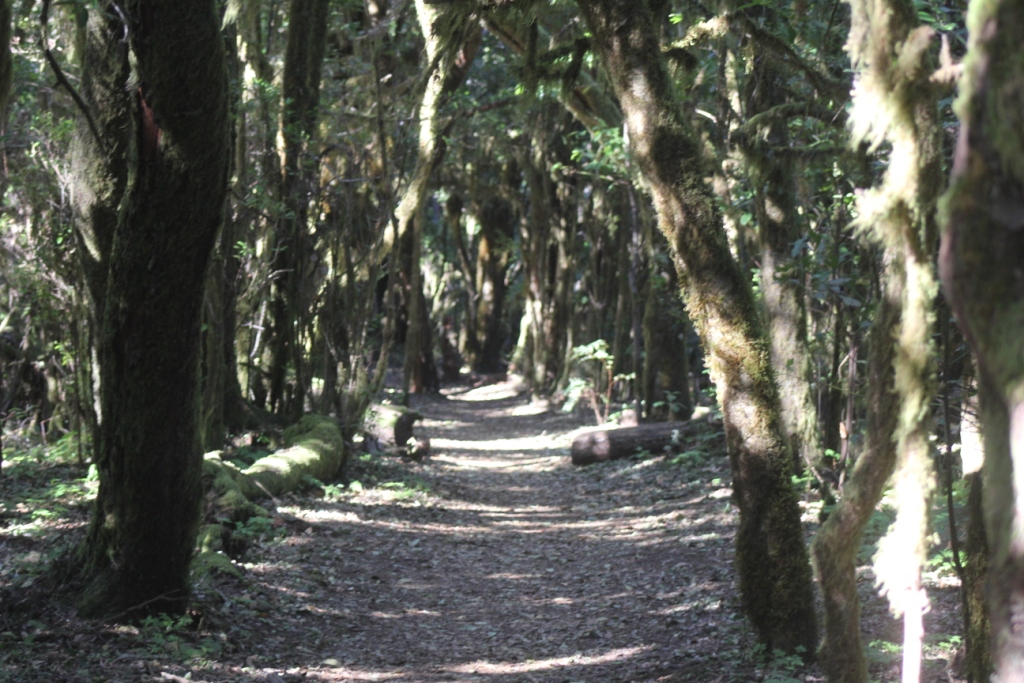 La Gomera 