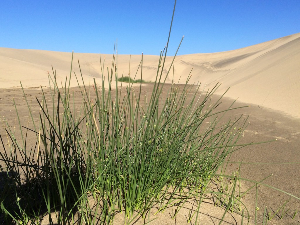 Maspalomas 