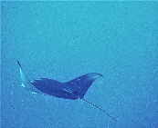 Mantarochen