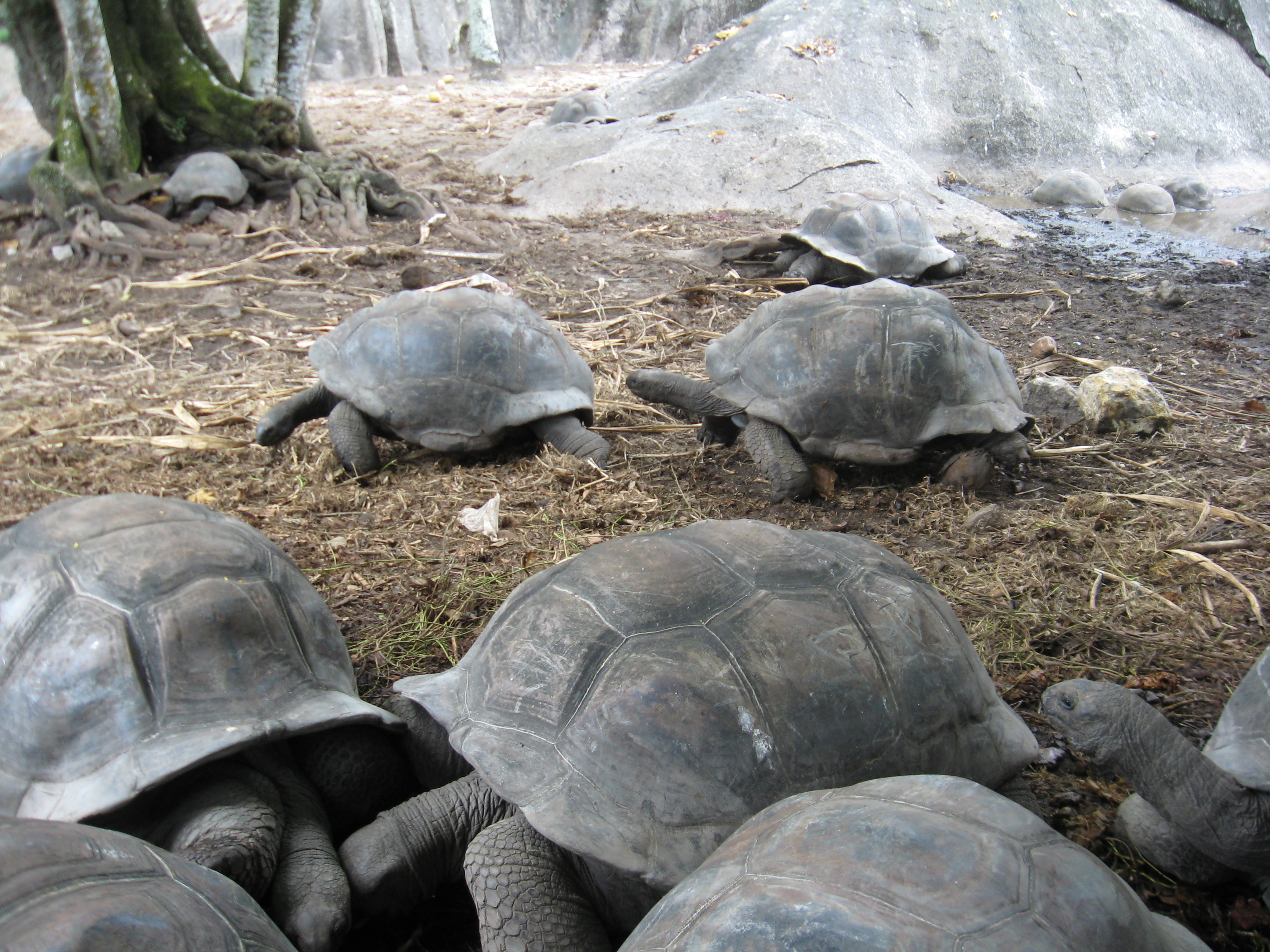 Riesenschildkröten