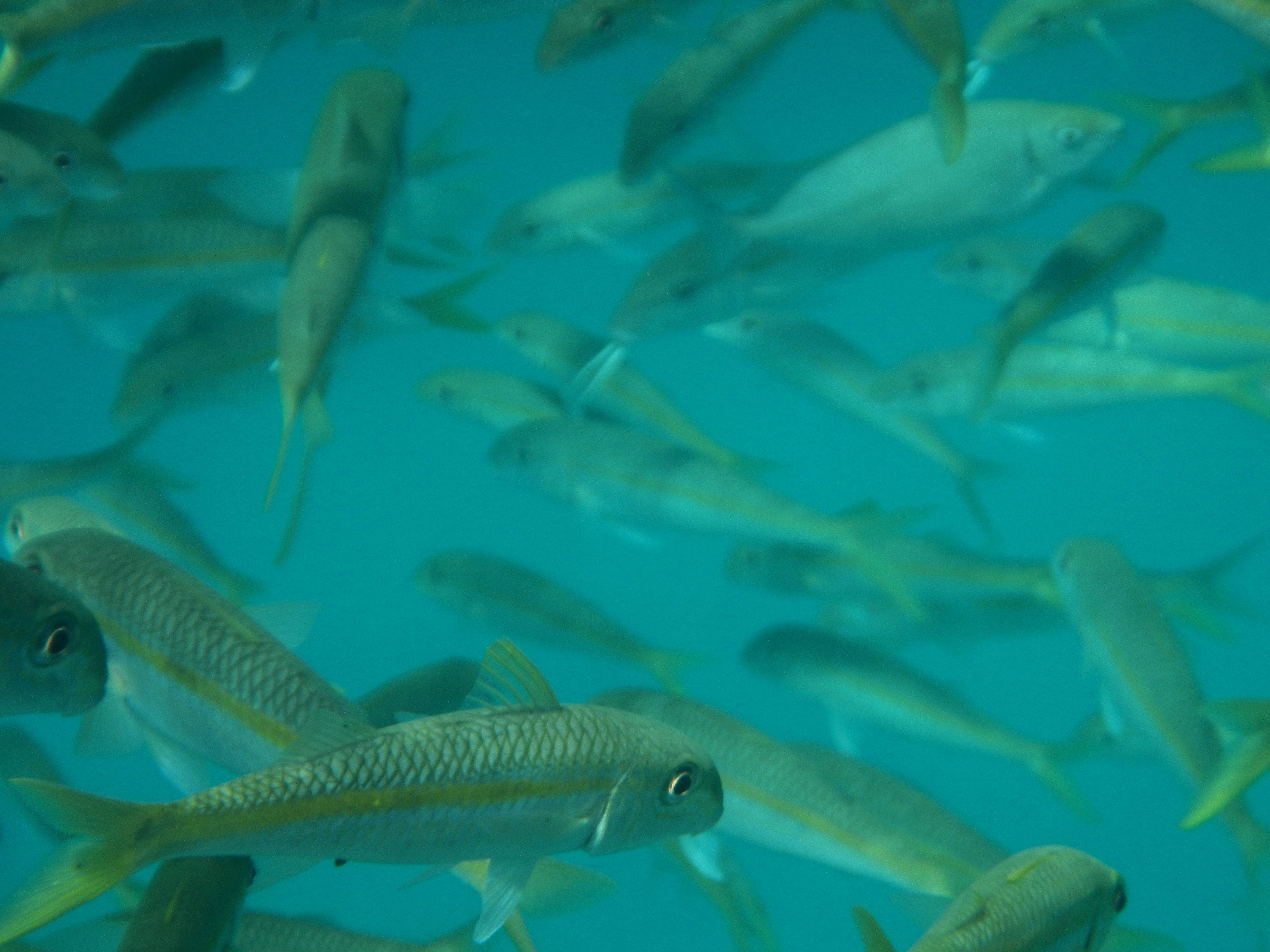 Yellowfin goatfish, Red Sea, Egypt Gelbflossen Meerbarben (17)